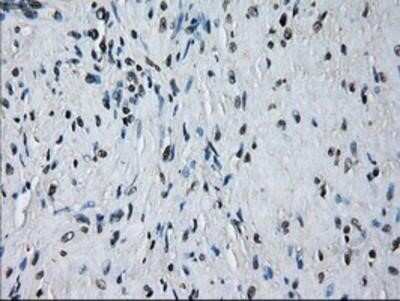 Immunohistochemistry: Peroxiredoxin 4 Antibody (OTI9A3) - Azide and BSA Free [NBP2-73338]