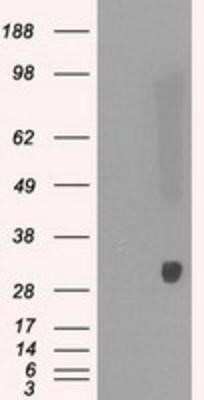 Western Blot: Peroxiredoxin 4 Antibody (OTI9A3)Azide and BSA Free [NBP2-73338]