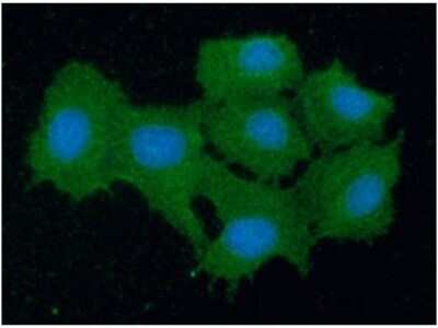 Immunocytochemistry/ Immunofluorescence: Peroxiredoxin 5 Antibody (6A10) - BSA Free [NBP2-59388]