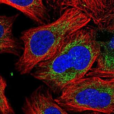 Immunocytochemistry/ Immunofluorescence: Peroxiredoxin 5 Antibody [NBP2-38370]