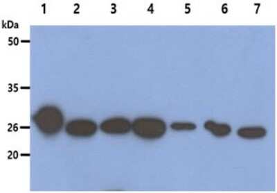 Western Blot: Peroxiredoxin 6 Antibody (22E7)BSA Free [NBP2-59436]
