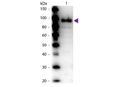 Western Blot: Phosphoenolpyruvate Carboxylase Antibody [NBP2-44235]