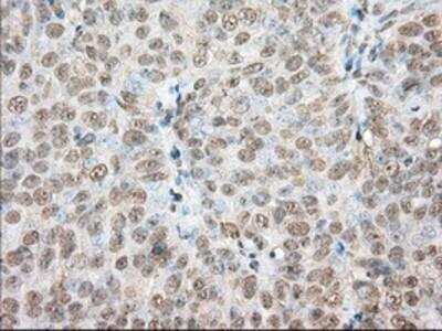Immunohistochemistry-Paraffin: Phosphodiesterase 4A/PDE4A Antibody (OTI1C8) [NBP2-02559]