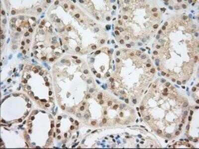 Immunohistochemistry: Phosphodiesterase 4A/PDE4A Antibody (OTI1C8) - Azide and BSA Free [NBP2-73376]
