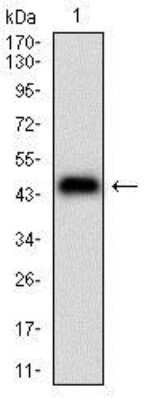 Western Blot: Phospholipase A2 XII Antibody (3H2C11)BSA Free [NBP2-37255]