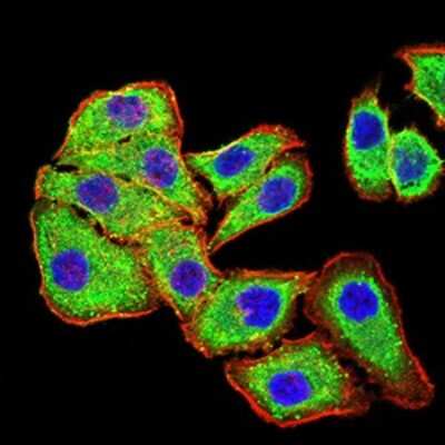 Immunocytochemistry/ Immunofluorescence: Phospholipase D2 Antibody (7E4D9) - BSA Free [NBP2-61784]