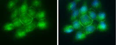 Immunocytochemistry/ Immunofluorescence: Phospholipid Scramblase 1/PLSCR1 Antibody [NBP1-32588]