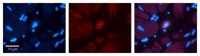 Immunohistochemistry: Phospholipid Scramblase 1/PLSCR1 Antibody [NBP1-57816]