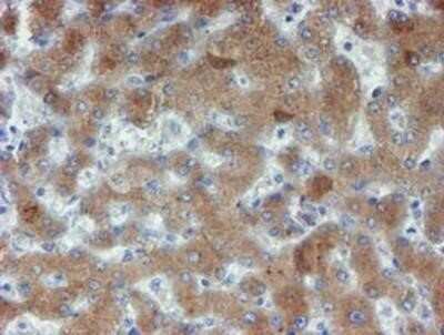 Immunohistochemistry-Paraffin: Phosphoribosyl Pyrophosphate Amidotransferase Antibody (OTI1B8) [NBP2-02056]
