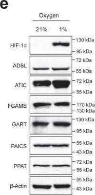 Western Blot: Phosphoribosyl Pyrophosphate Amidotransferase Antibody (OTI1B8) [NBP2-02056]
