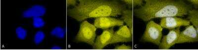 Immunocytochemistry/ Immunofluorescence: Phosphoserine Antibody [NB100-1953]