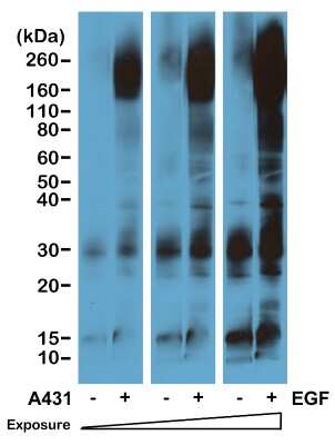 Western Blot: Phospho-Tyrosine Antibody (RM111) [NBP2-77400]