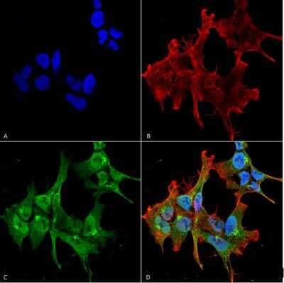 Immunocytochemistry/ Immunofluorescence: Piccolo Antibody (6H9-B6) [NBP1-49453]