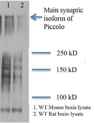 Western Blot: Piccolo Antibody (6H9-B6) [NBP1-49453]