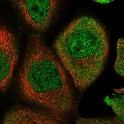 Immunocytochemistry/ Immunofluorescence: Pierce-1 Antibody [NBP1-81136]