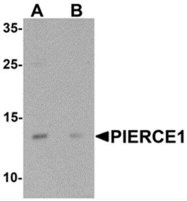 Western Blot: Pierce-1 AntibodyBSA Free [NBP2-81981]