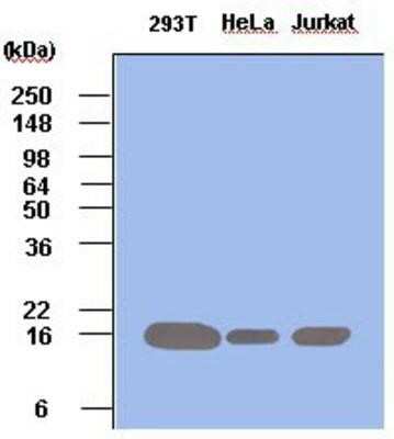 Western Blot: Pin1 Antibody (3G8)BSA Free [NBP1-22956]