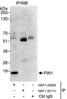 Immunoprecipitation: Pin1 Antibody [NBP1-28699]