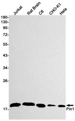 Western Blot: Pin1 Antibody (S01-7G8) [NBP3-15076]