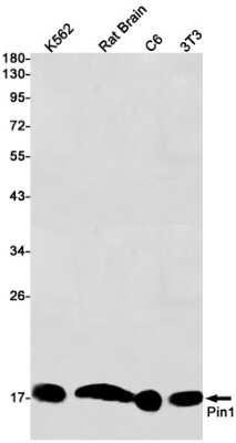 Western Blot: Pin1 Antibody (S06-4H6) [NBP3-15075]