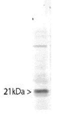 Western Blot: Pin1 Antibody [NBP1-05424]