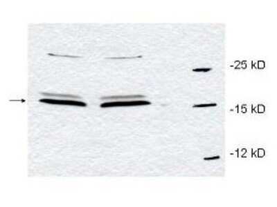 Western Blot: Pin1 Antibody [NBP1-77757]