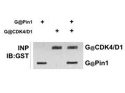 Western Blot: Pin1 Antibody [NBP1-77757]