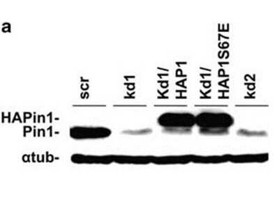 Western Blot: Pin1 Antibody [NBP1-77757]