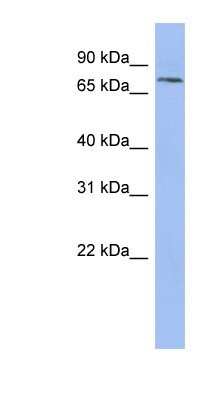 Western Blot: Pinin Antibody [NBP1-59136]