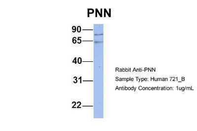 Western Blot: Pinin Antibody [NBP1-59136]