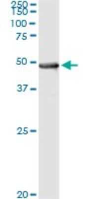 Immunoprecipitation: Pipecolic acid oxidase Antibody (3D1) [H00051268-M10]