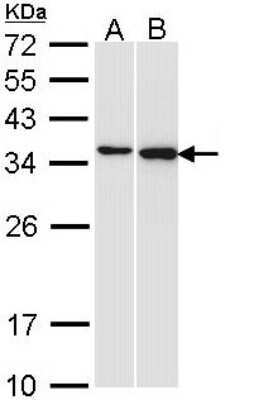 Western Blot: Pirin Antibody [NBP1-33555]