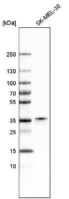 Western Blot: Pirin Antibody [NBP1-87500]