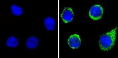 Immunocytochemistry/ Immunofluorescence: Plasminogen Antibody [NB300-544]