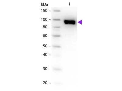 Western Blot: Plasminogen Antibody [NB600-930]