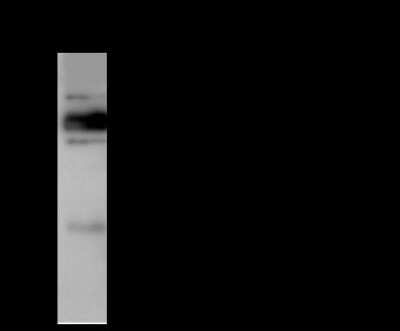 Immunoprecipitation: Plastin L Antibody [NBP2-99366]