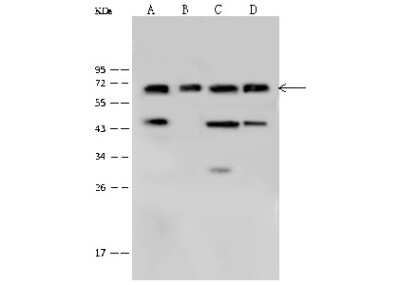 Western Blot: Plastin L Antibody [NBP2-99366]