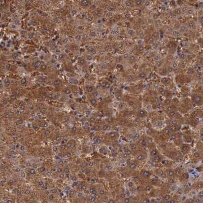 Immunohistochemistry-Paraffin: Pleckstrin-2 Antibody [NBP1-86180]
