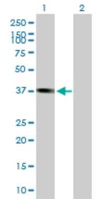 Western Blot: Pleckstrin-2 Antibody [H00026499-B01P]