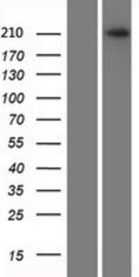 Western Blot: Plexin A2 Overexpression Lysate [NBP2-06232]
