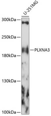 Western Blot: Plexin A3 AntibodyAzide and BSA Free [NBP2-93992]