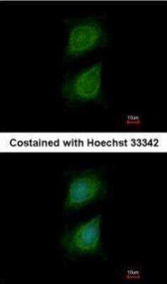 Immunocytochemistry/ Immunofluorescence: Plexin D1 Antibody [NBP1-33634]