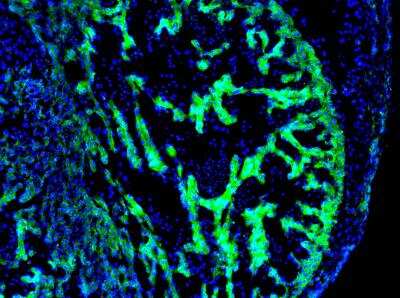Immunohistochemistry-Frozen: Plexin D1 Antibody [NBP1-33634]