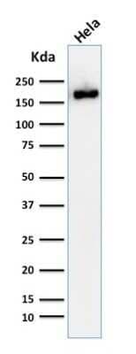 Western Blot: Podocalyxin Like Antibody (2A4)Azide and BSA Free [NBP2-47750]