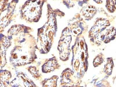 Immunohistochemistry-Paraffin: Podocalyxin Like Antibody (3D3) - Azide and BSA Free [NBP2-33108]