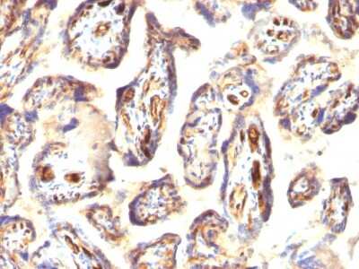 Immunohistochemistry-Paraffin: Podocalyxin Like Antibody (3D3) [NBP2-25219]