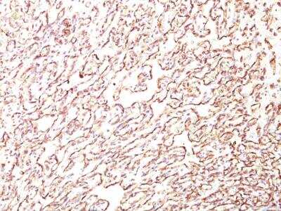 Immunohistochemistry-Paraffin: Podocalyxin Like Antibody (4F10) - IHC-Prediluted [NBP2-48343]