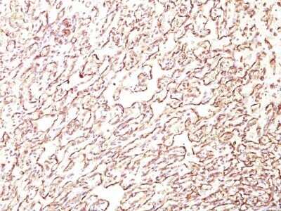 Immunohistochemistry-Paraffin: Podocalyxin Like Antibody (4F10) [NBP2-45168]