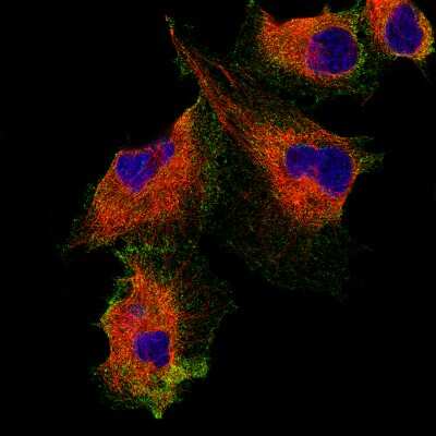 Immunocytochemistry/ Immunofluorescence: Podocalyxin Like Antibody (CL0284) [NBP2-52903]