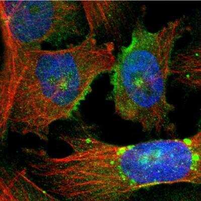 Immunocytochemistry/ Immunofluorescence: Podocalyxin Like Antibody [NBP1-83348]